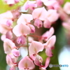 萬葉植物園の藤　８
