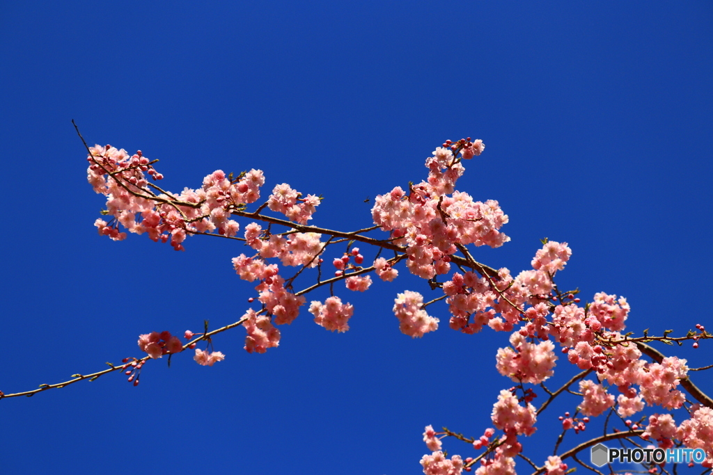 八重桜
