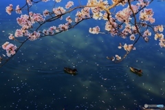唐子池にかかる桜と鴨