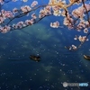 唐子池にかかる桜と鴨
