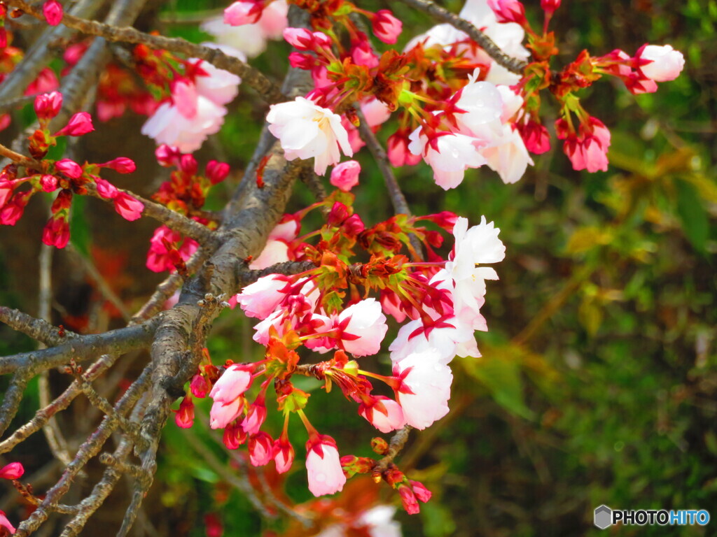 3/25の桜