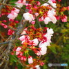 3/25の桜