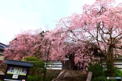 西念寺（さいねんじ）の枝垂れ桜
