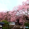 西念寺（さいねんじ）の枝垂れ桜