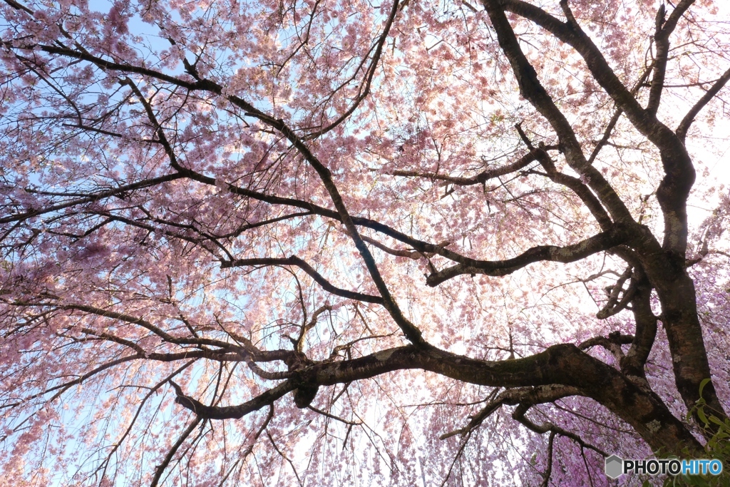 大野寺の枝垂桜ー１