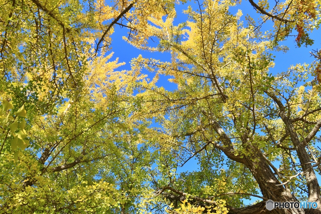 黄色い空
