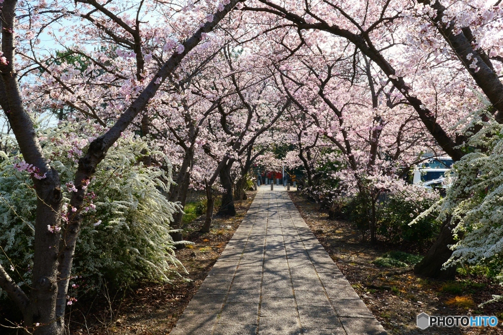 藥師寺八幡宮の桜-1