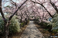 藥師寺八幡宮の桜-1