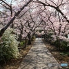 藥師寺八幡宮の桜-1