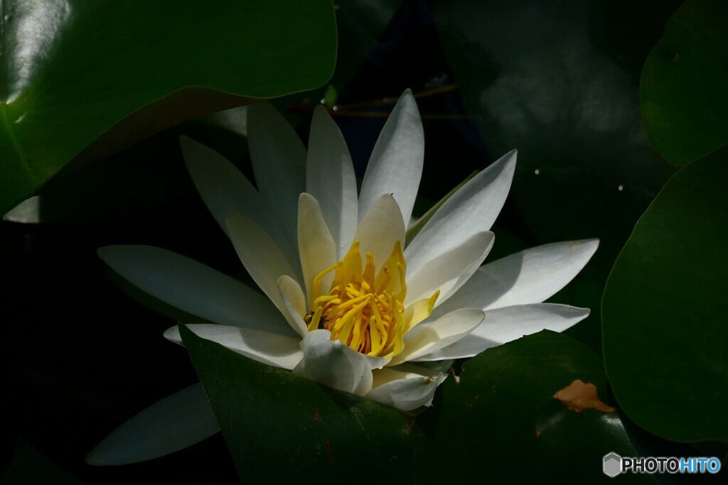 白い睡蓮