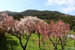 ハナモモと桜