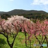 ハナモモと桜