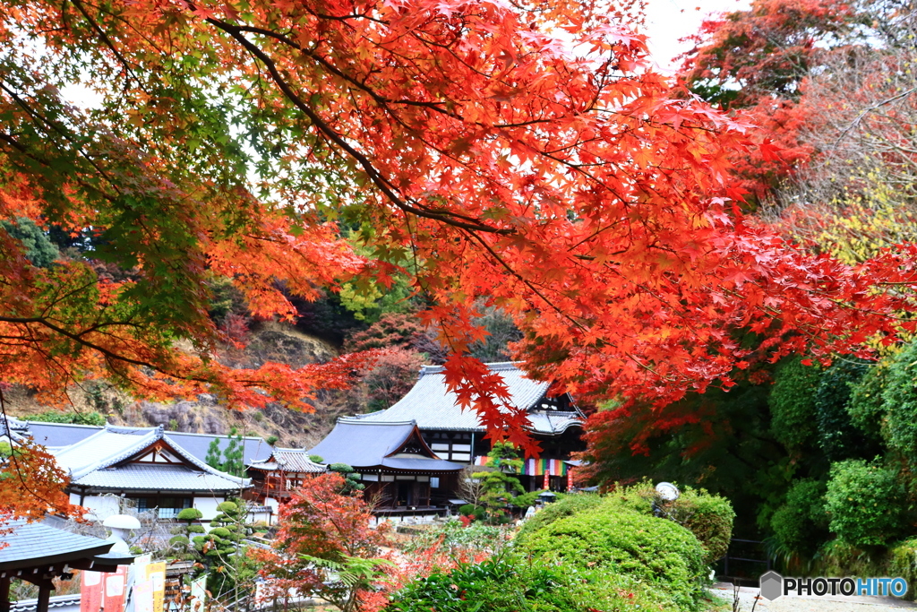岡寺の紅葉ー４