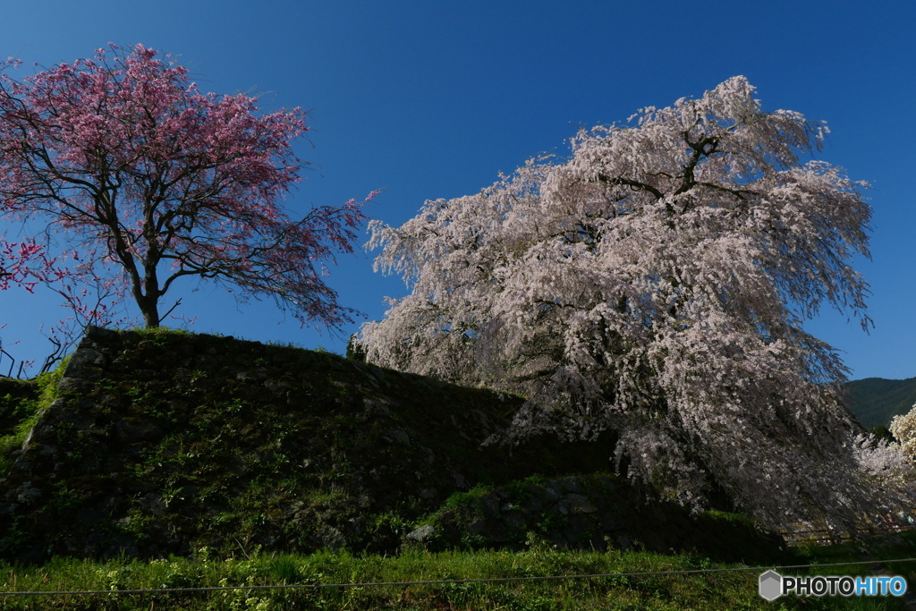 又兵衛桜（本郷の瀧桜）ー2