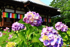 般若寺の紫陽花　１