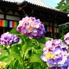 般若寺の紫陽花　１