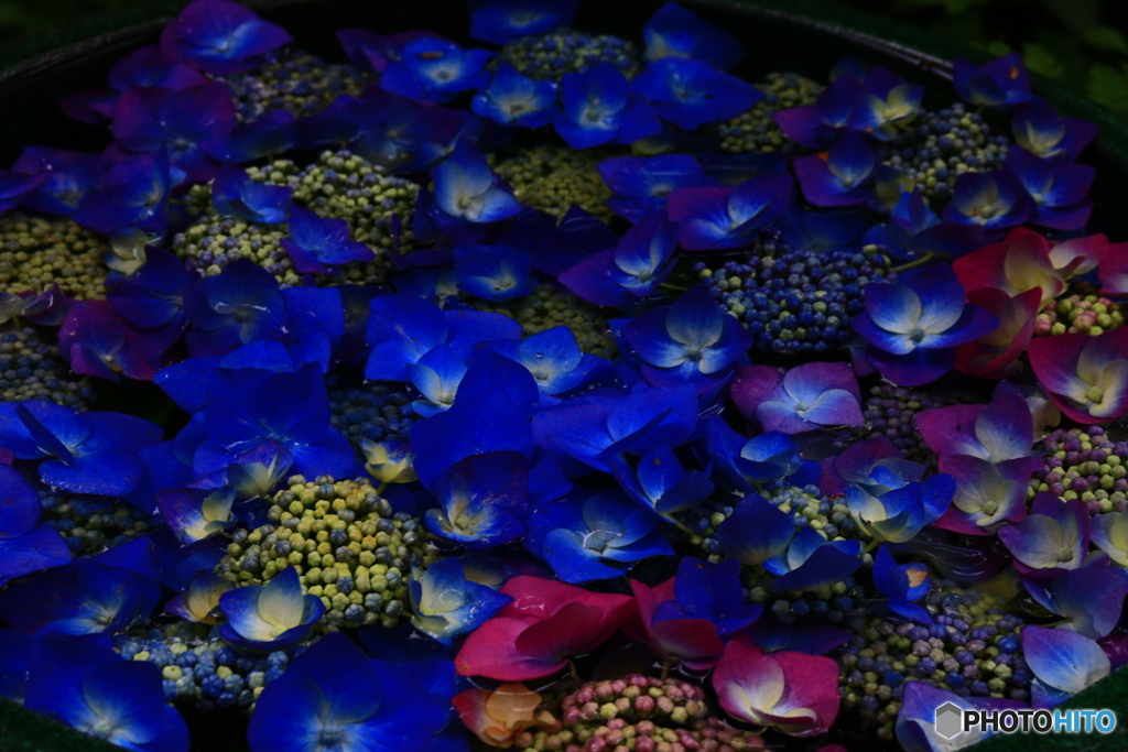 花を浮かべて・・・