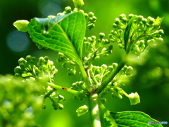 紫陽花の蕾