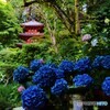 岩船寺の紫陽花　３