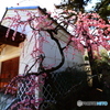 菅原天満宮の枝垂れ梅ー２