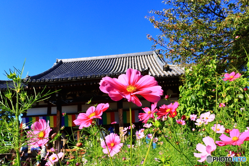 コスモス寺でー６　本堂