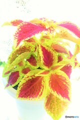 leaf-5