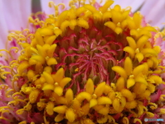 百日草ー２