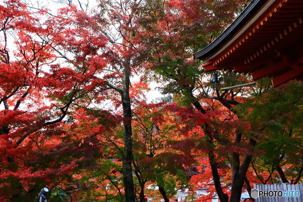 岡寺三重塔の紅葉