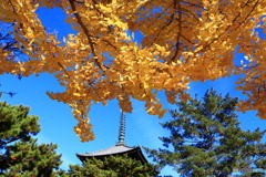 興福寺五重塔と銀杏