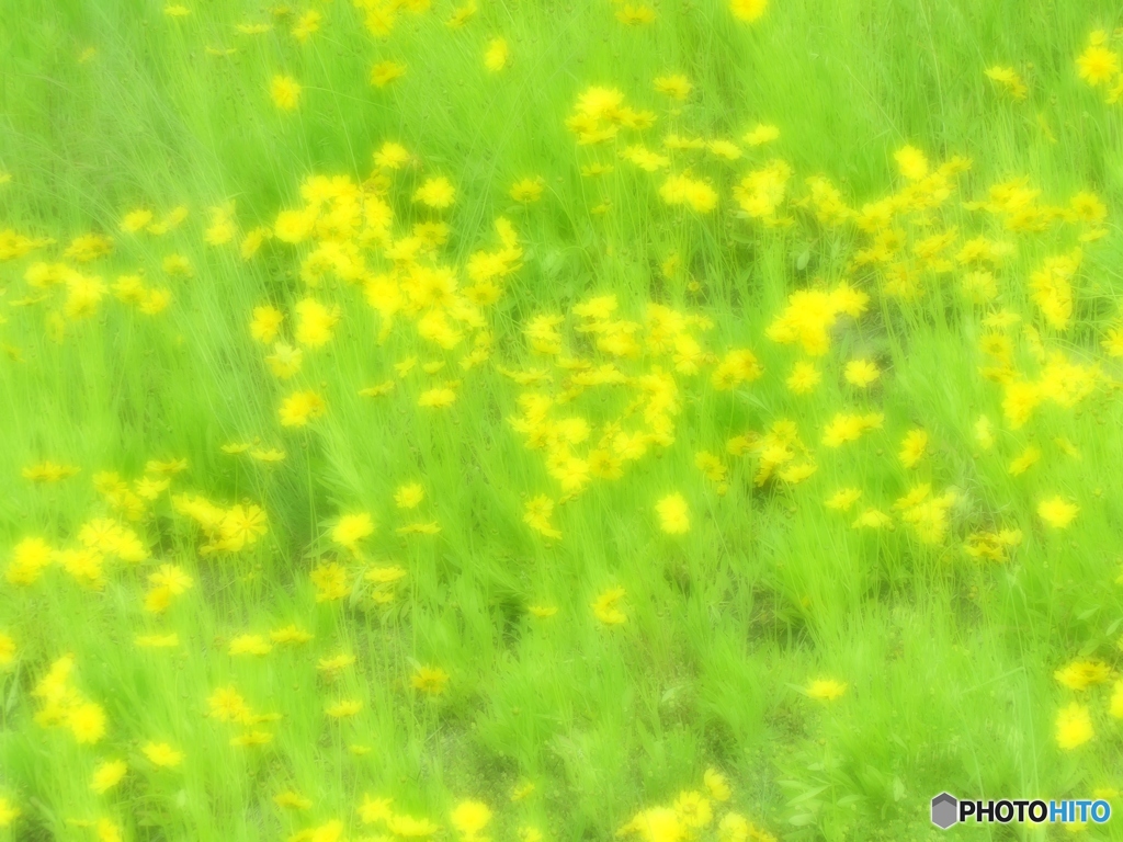 yellow and  light-green