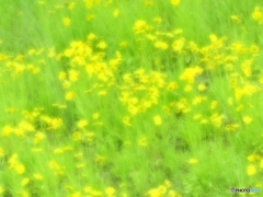 yellow and  light-green