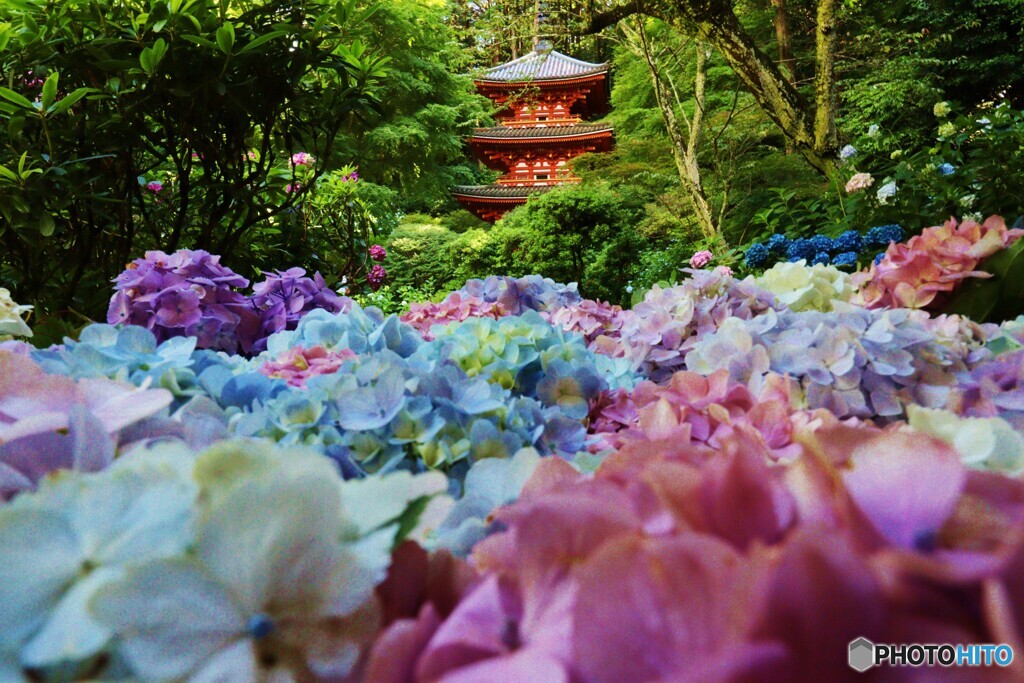 岩船寺の紫陽花　２