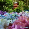 岩船寺の紫陽花　２