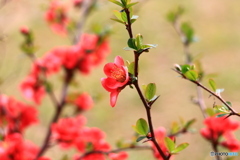 木瓜の花