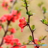 木瓜の花