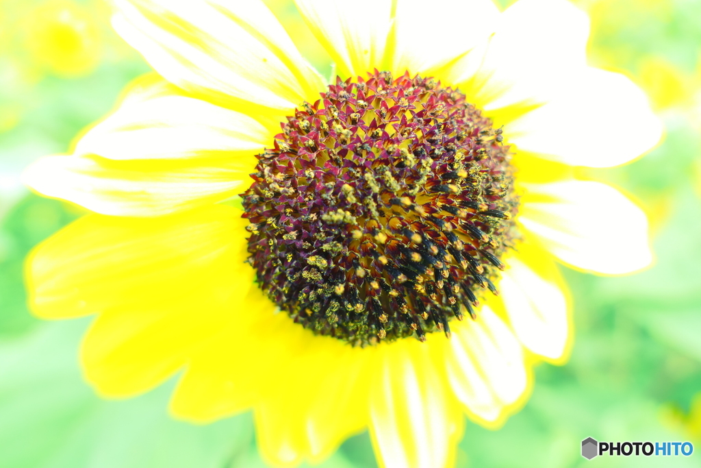 SunFlowerー１