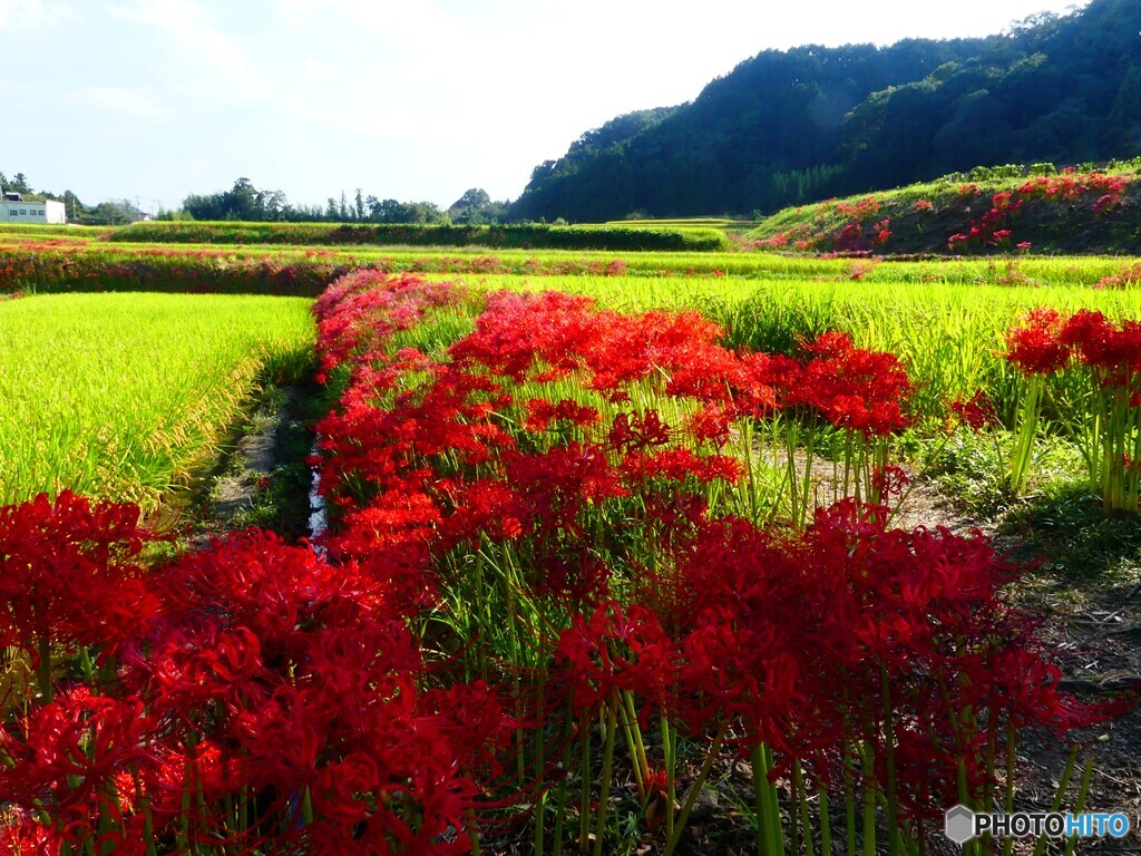 彼岸の日の風景