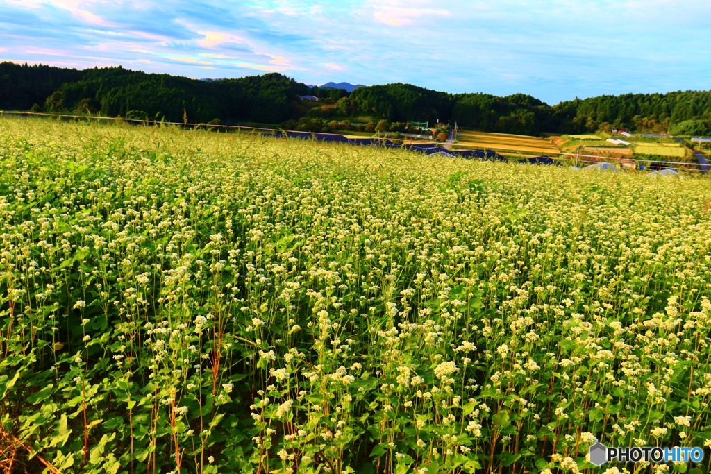 蕎麦の里