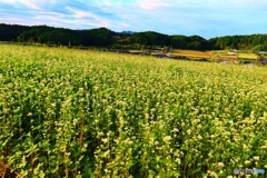 蕎麦の里