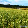 蕎麦の里
