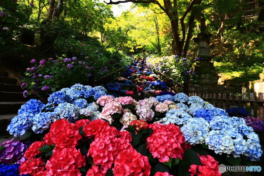 紫陽花坂ー１