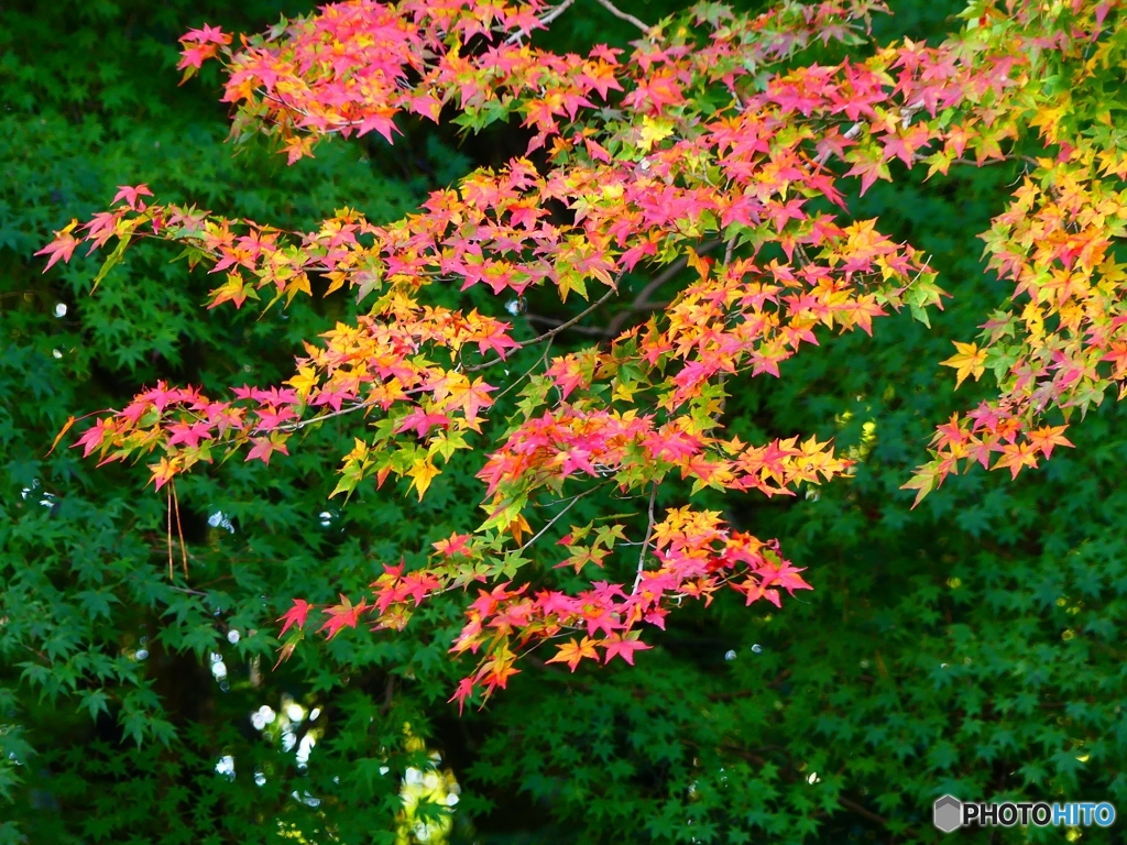 吉城園の紅葉