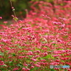 赤蕎麦の花
