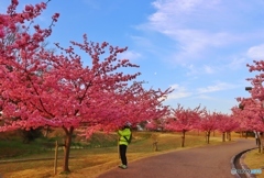 馬見丘陵公園の河津桜並木ー２