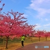 馬見丘陵公園の河津桜並木ー２