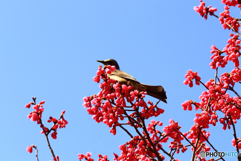 寒緋桜とヒヨドリ