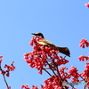 寒緋桜とヒヨドリ