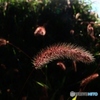 狗尾草