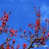 梅便りー１１