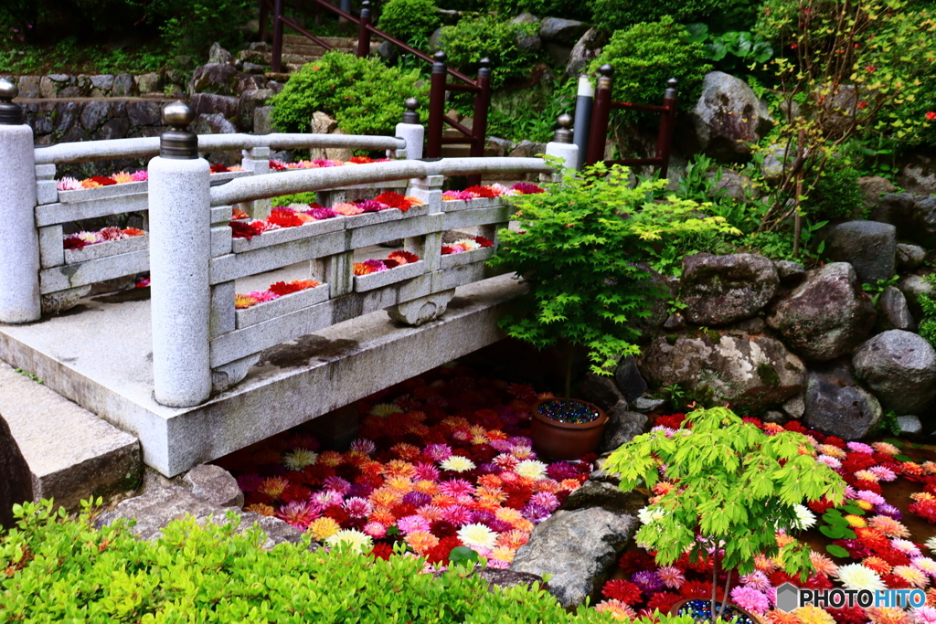 華の寺   4   華の池